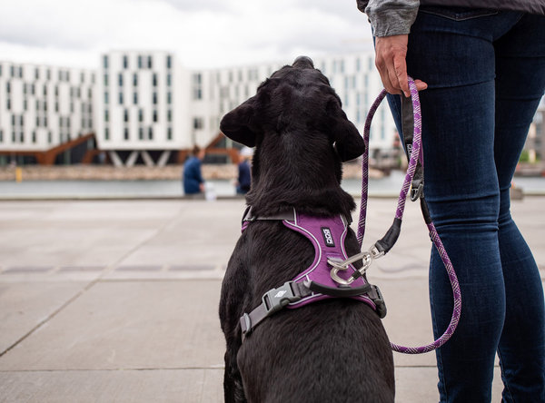 Dog Copenhagen V2 Urban Rope™ Leash Purple Passion